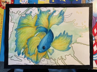 Beta fish inside a splash