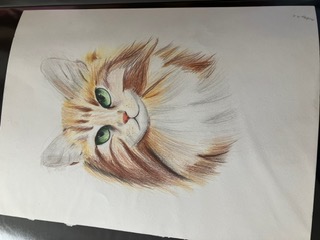 color pencil drawing of tabby cat